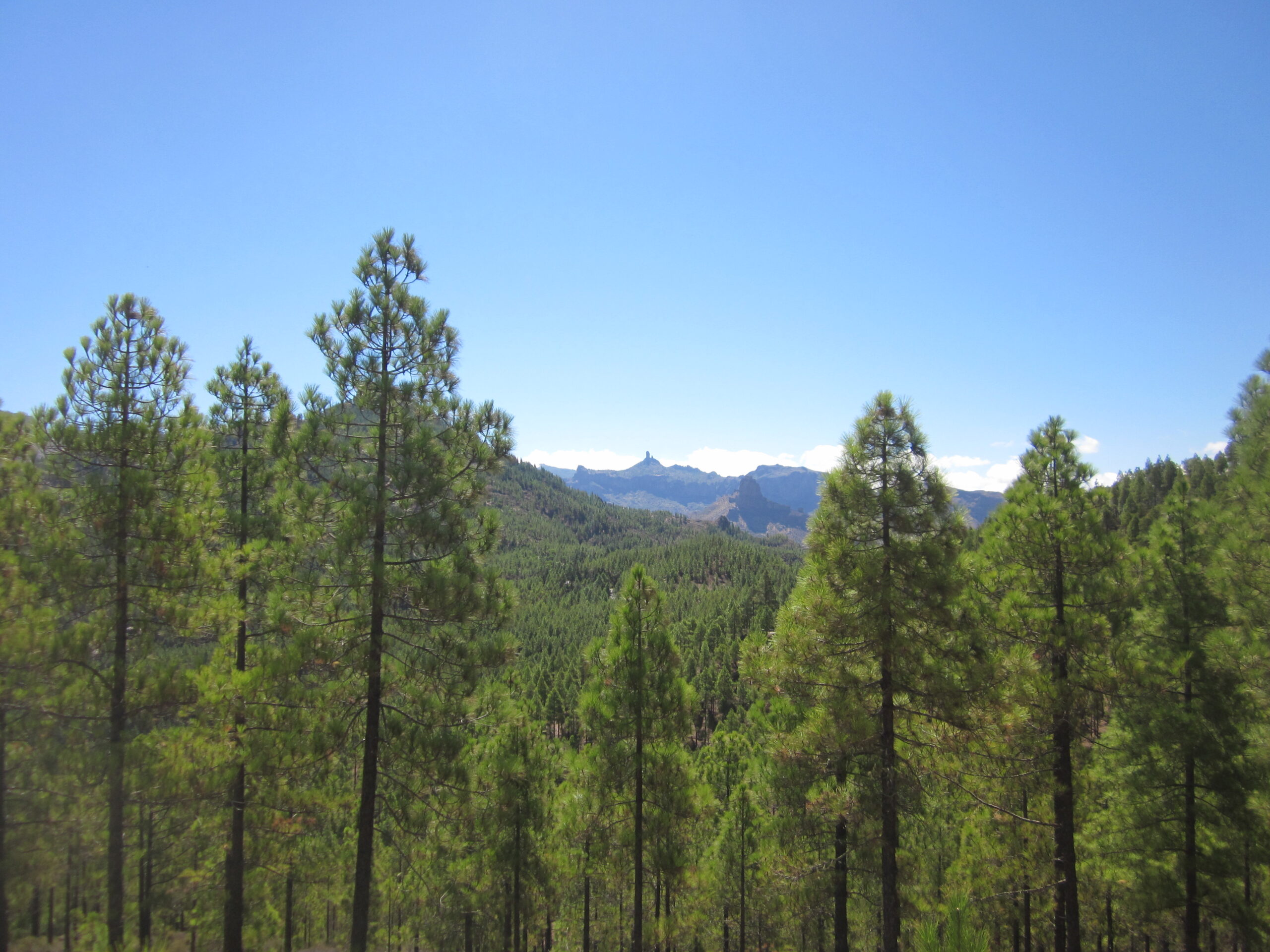 venta de piñones de araucaria